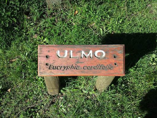 Especies Nativas : Ulmo
