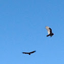 Turkey Vultures