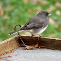 Dark-eyed junco