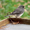 Dark-eyed junco