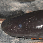 Two-toed amphiuma