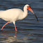 White Ibis