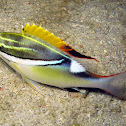 Bridled Monocle Bream