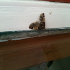  Meal Moth