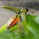 Metallic Wood-boring Beetle