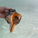 Florida Horse Conk