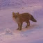 Red Fox