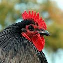 Rooster