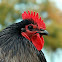 Rooster