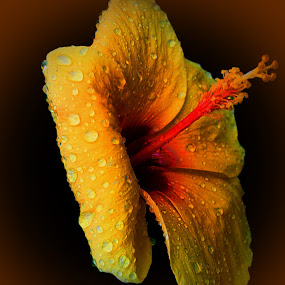just after rain by Michelle Meenawong - Nature Up Close Flowers ( nature, yellow, flower, rain drop )