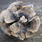 Blue Turkey-tail polypore mushroom