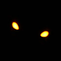 Luminous click beetle