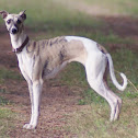 Whippet
