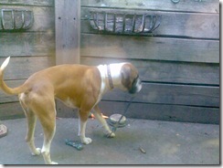 dog (2)