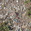 Ruby Meadow Hawk