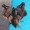 Small-eyed Sphinx