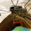 Common Bluebottle