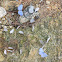 Spring Azure