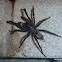 Trapdoor-Spider