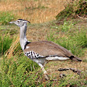 Kori Bustard