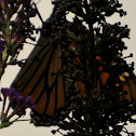 Monarch Butterfly