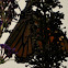 Monarch Butterfly
