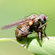 Tiger Fly