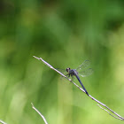 Blue Dasher