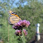 Monarch butterfly