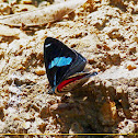 "88" Butterfly
