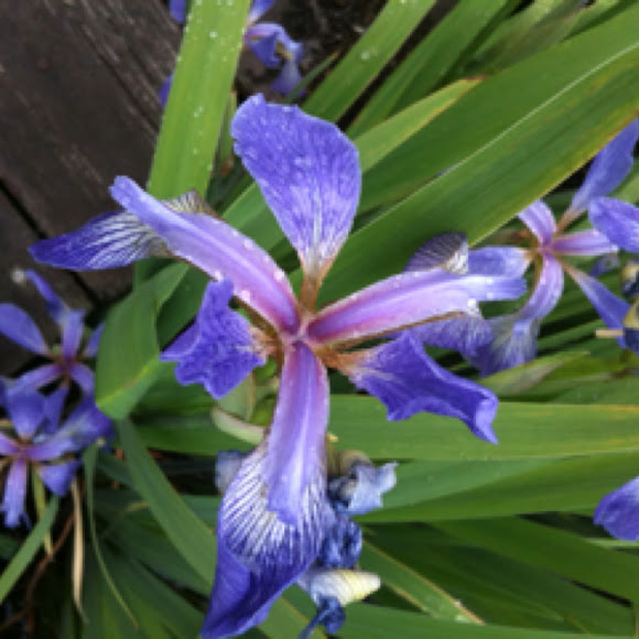 Spotting Image 1