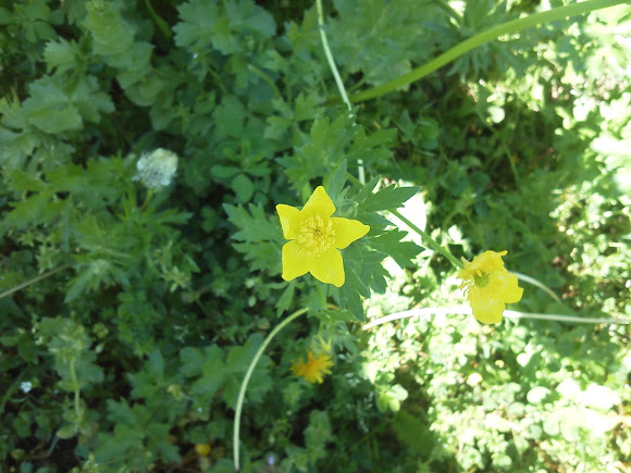 Spotting Image 1