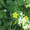 Buttercup