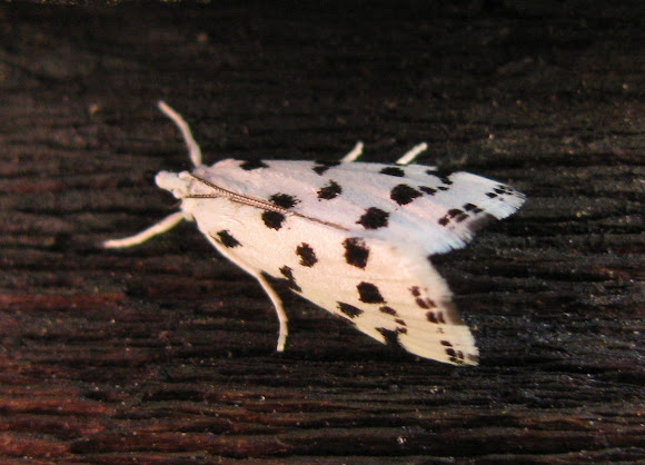 Spotting Image 1