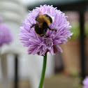 Bumble Bee