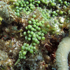 Sea grape