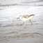 Least Sandpiper