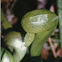 darlingtonia