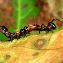 Lobster Moth Caterpillar