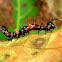 Lobster Moth Caterpillar