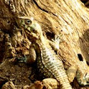 Agama