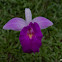 Bamboo Orchid