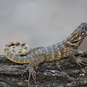Curly Tailed Lizard
