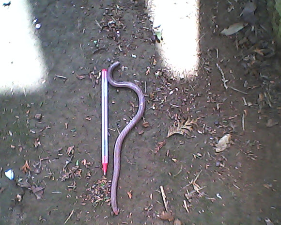 Spotting Image 1