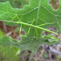 Juvenile Walking Stick
