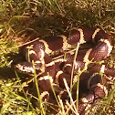 California kingsnake