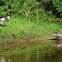 Red-breasted Merganser