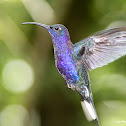 Violet Sabrewing