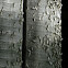 Subterranean Termites