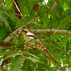 Purple-rumped Sunbirds
